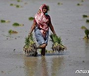 세계 식량시장 '빨간불'…인도까지 쌀수출 절반 금지