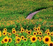 여름이면 넘실대는 ‘샛노란 바다’…태백 해바라기 축제 개막