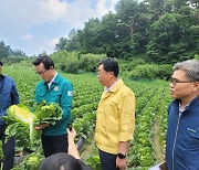 정황근 농식품부장관, 평창 고랭지배추밭 방문 “병해 방제 철저”