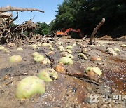 [현장 스케치] 폐허가 된 과수원…그래도 복구는 계속된다