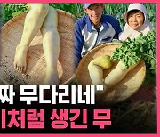 [스브스픽] 급속히 퍼진 '사람 다리처럼 생긴 무'…이게 진짜야?