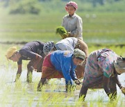 흑해 긴장감 속 印선 "쌀 수출 금지"···국제 곡물값 '출렁'