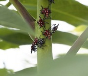 Spotted Lanternflies