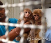 PAKISTAN ANIMALS MONKEY