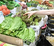 [포토]장마 일주일에 채솟값 폭등…밥상 물가 ‘빨간불’