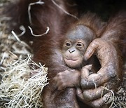 Britain Zoo Orangutan