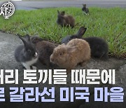 [세상만사] 미국의 한 동네가 토끼 마을이 된 사연