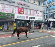 경기 여주서 축사 탈출한 말 도심 활보…1시간 만에 집으로