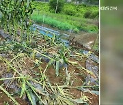 야생동물 피해 여전한데…울타리 예산 ‘국비 싹둑’