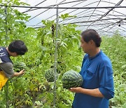 경기 김포시, 수박 수직재배기술 개발