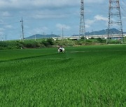 익산시, '쌀 수확량 사수' 벼 병해충 공동방제약제 긴급추가