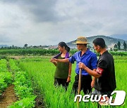 "북한 황해도 협동농장, 폭우로 침수…수확량 감소 불가피"