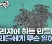 [세상만사] 무리지어 하트 만들던 고래들에게 생긴 비극