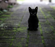 길고양이 만지지 마세요…고병원성 조류인플루엔자 감염 개체 발견돼