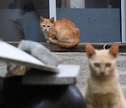 서울시, 고양이 고병원성AI 선제 방역...“인체 감연 사례 없어”