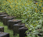 '정전70년' 냉전의 유물에 핀 해바라기