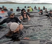 AUSTRALIA WHALES