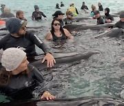 AUSTRALIA WHALES