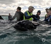 AUSTRALIA WHALES