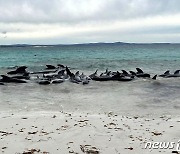 호주 해변 밀려온 고래떼, 당국 구조에도 97마리 떼죽음