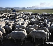 산불로 농장 파손돼 축구장에 모은 그리스 양떼