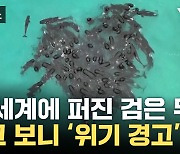 [자막뉴스] 해변에 밀려온 의문의 무리... 반복되는 '위기 경고'