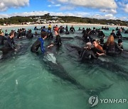 호주 해변 좌초된 돌고래 떼, 나머지도 결국 안락사