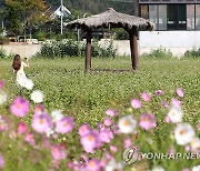 평창군, 봉평전통시장 메밀음식축제 28∼30일 개최