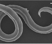 시베리아 동토에 묻혔던 벌레, 4만6000년 만에 깨어나 `꿈틀`