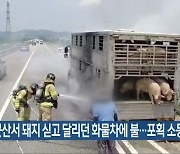 군산서 돼지 싣고 달리던 화물차에 불…포획 소동