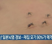 부산 일본뇌염 경보…채집 모기 90%가 매개종