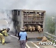 '돼지 살려'…달리던 화물차서 불, 도로 한때 통제