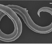 4만6000년 만에 깨어난 벌레···“고대 바이러스 부활할 수도”