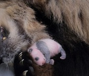 선글라스 끼고 검은 가디건 입고···쌍둥이 판다들 "이젠 제법 판다같죠"