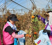 강원농협, 충북 괴산서 수해 농가 돕기 나서