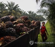 MALAYSIA PHOTO SET PALM OIL