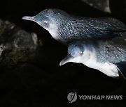 New Zealand Penguins