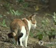 고양이 고병원성 AI 의심사례 또 발생…질병관리청 “인체감염 예방조치 시행중”