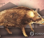 “악, 내 팔!”…대낮 논일하던 여성 덮친 50㎏ 멧돼지