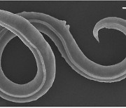 “바로 번식 시작”…석기시대 벌레, 4만 6000년 만에 깨어나 ‘꿈틀’