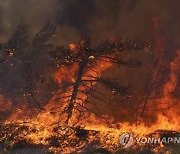 Greece Wildfires Photo Gallery