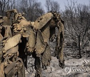 Greece Wildfires Photo Gallery