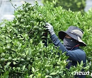 제주감귤 재배실태 전수조사…수급조절 자료로 활용