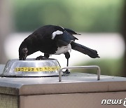 폭염에 수돗가 날아든 까치