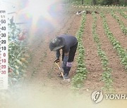 지구가 끓는다, 폭염에 사망자도 나와