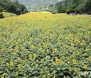 [쿠키포토]태백의 100만송이 해바라기