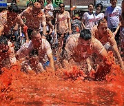 토마토의 붉은 바다에 빠지다…화천토마토축제 8월3일 개막