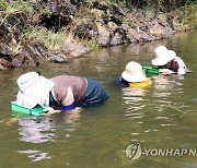 폭염 속 다슬기 잡기 삼매경