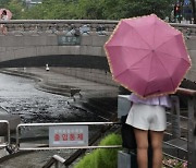 폭우에 쓸려 온 오염물질 탓인가… 청계천 물고기 떼죽음