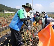 서울시립대, 공주대와 고추 수해 농가 복구 지원